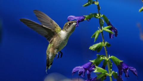 A small hummingbird in flight drinks nectar from a flower