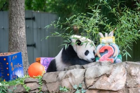 Giant panda cub Xiao Qi Ji approaches an ice cake with a giant red 2 in front and bamboo coming out the back. The cake is sitting in the outdoor yard on a rock formation. Xiao Qi Ji's nose is inches away from the cake. There are decorated boxes behind him