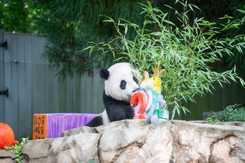 Giant Panda cub Xiao Qi Ji sticks his nose in his 2nd birthday ice cake on the rock formation in the front of an outdoor yard. The cake has a red 2 on the front and various colors on the side. Bamboo sticks out the top and back of the ice cake.