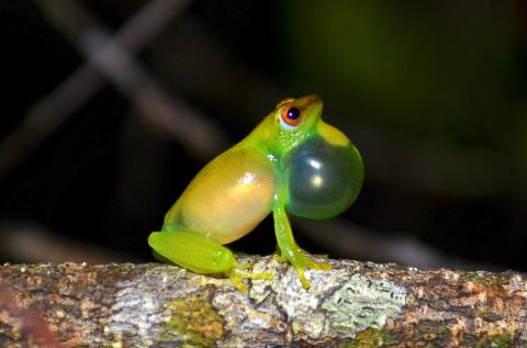 One of the frog species, the fantastic reed frog (Hyperolius phantasticus), collected in a national park in Gabon.