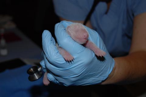 Bao Bao at 2 days old.