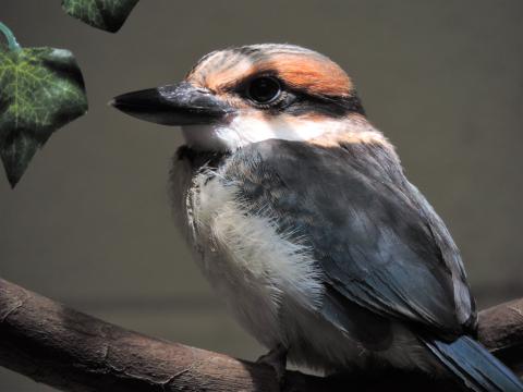 A 41-day-old female Guam kingfisher chick perched on a branch. She is small with a wide, flattened beak, orange and blue feathers, and a "mask" of dark feathers around her eyes