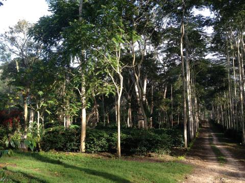 The El Roble shade coffee farm in Colombia. There are trees of different heights, shrubs, green grass and an unpaved road