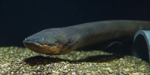 Electric Eel in the Electric Fishes Demonstration Lab