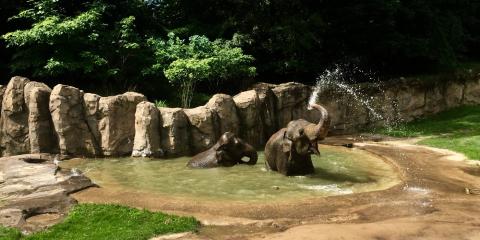 Two Asian elephants wading in a pool, surrounded by sand, grass and trees. One elephant sprays water from its trunk.