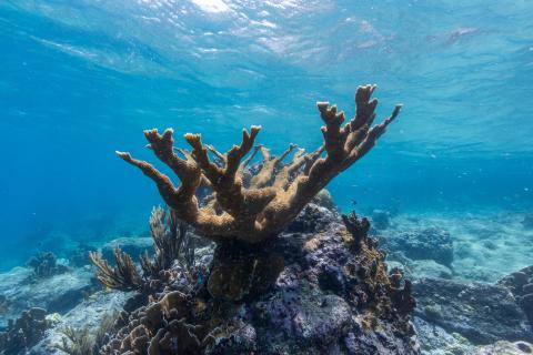 A large elkhorn coral underwater on a sunny day in Curacao