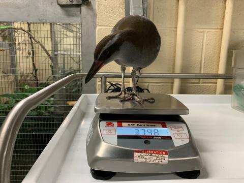 A Guam rail (bird) stands on a small scale to be weighed