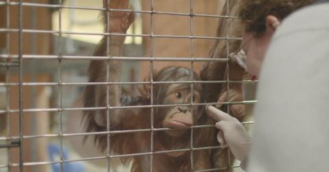 Bornean orangutan Redd presents his ear to primate keeper Erin Stromberg during husbandry training sessions. 