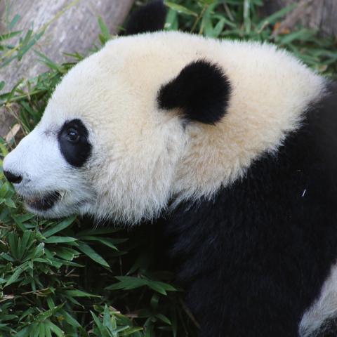 Bei Bei 