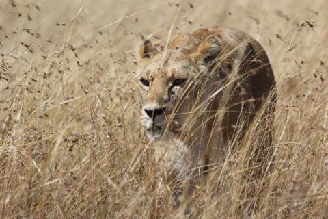 African Lion