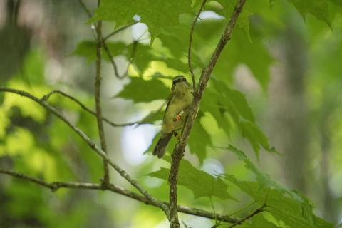 A female black-throated blue warbler with color bands, the unique color band combination allows scientists to recognize individual birds in the field.