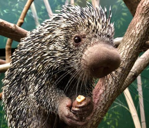Image result for porcupine
