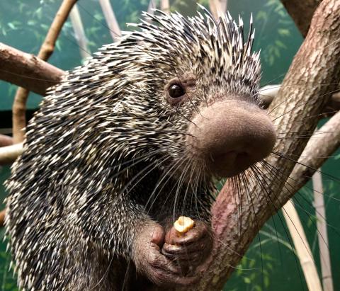 Prehensile-tailed porcupine Quillbur at the Small Mammal House. 