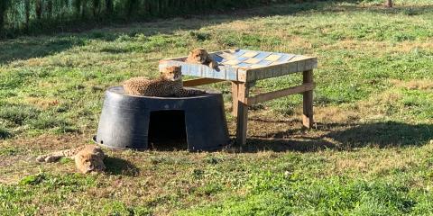 Three of Cheetah Echo's cubs sit in their yard on some "furniture", including a new firehose bed.