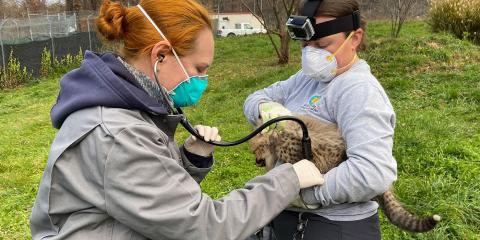 a female veterinarian holds a stethoscope to a cheetah cub while an animal keeper holds the cub