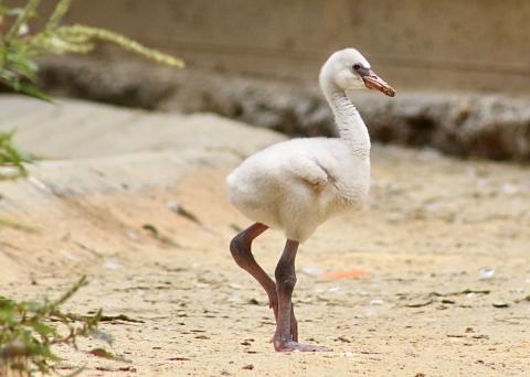 Flamingo chicks hatched at the Bird House in July 2020