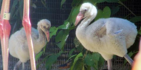 Flamingo Chicks