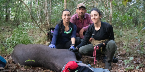 The Science Behind Giant Panda Veterinary Care