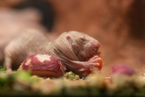A nearly hairless rodent, called a naked mole-rat, eating a piece of tomato