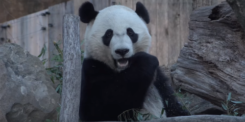 giant panda bei bei eating bamboo