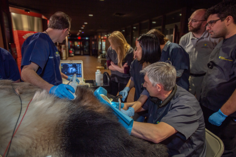 Scientists and animal keepers artificially inseminate giant panda Mei Xiang