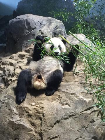 Giant panda Bei Bei rests and eats bamboo on a rock in his indoor habitat