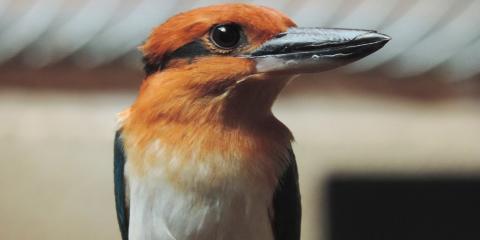 A Guam kingfisher named Giha at the Smithsonian Conservation Biology Institute. It is a small, colorful bird, with a stripe that runs from its eye to the back of its head and wide, flattened bill