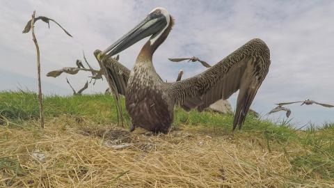 Brown Pelican