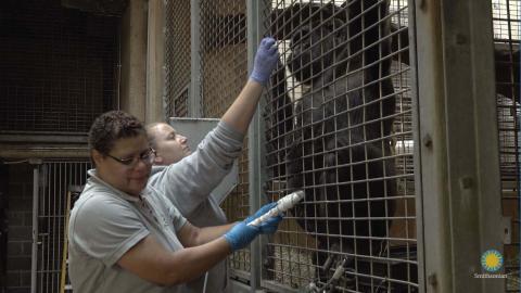 Animal keepers Melba Brown (foreground) and Amanda Bania (background) train western lowland gorilla Calaya for ultrasounds. 