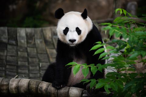 Giant panda Bei Bei sitting in his outdoor hammock. 