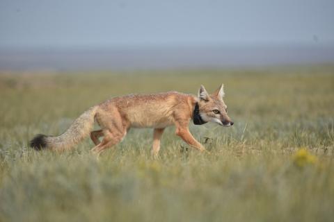 A swift fox wearing a GPS tracking collar walks through grasses in the open prairie of North-central Montana