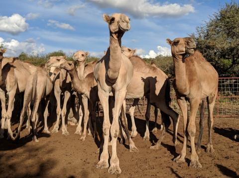 A group of camels stands together on soft dirt under a blue, cloudy sky in Kenya