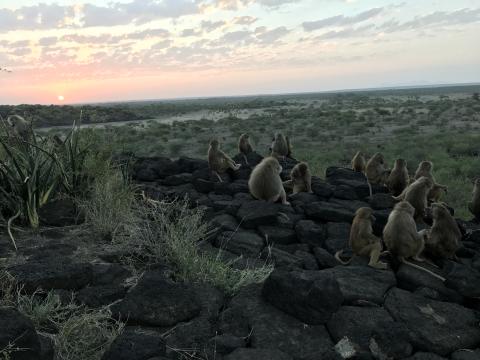 A group of baboons seated on a cluster of rocks in Ethiopia at sunset