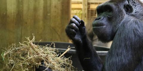 Calaya gathers Timothy hay and wood wool for her nest. 