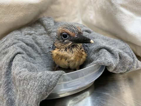 A small, 23-day-old Guam kingfisher chick with spiky feathers, round eyes and a large bill rests on a gray cloth placed in a small, round bowl