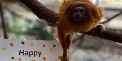 A small monkey, called a golden lion tamarin, reaches for a fruit treat that is hanging next to a sign that says "Happy Volunteer Appreciation Week" (only the word "happy" is visible in the photo)