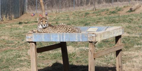 One of the 11-month-old cheetah cubs lays on a fire hose hammock bed in its yard.
