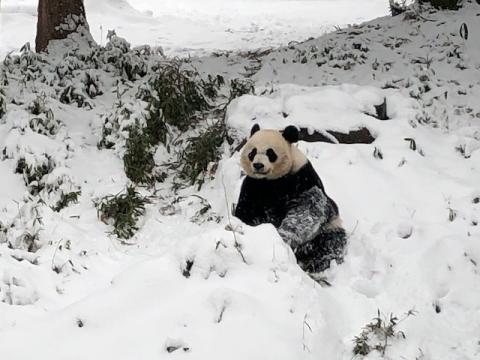 Giant panda sitting in the snow 