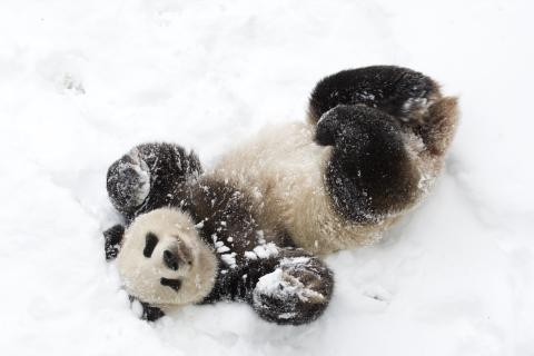 Giant panda Tian Tian plays in the snow. 