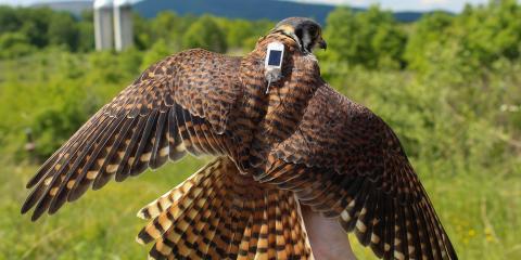 A small hawk, called a kestrel, held in a researchers hand and wearing a small GPS tracker on its back. Its wings and tail feathers are spread out