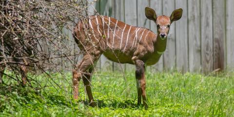 A lesser kudus with a long neck, large ears, and light brown skin with thin white stripes grazes in the grass