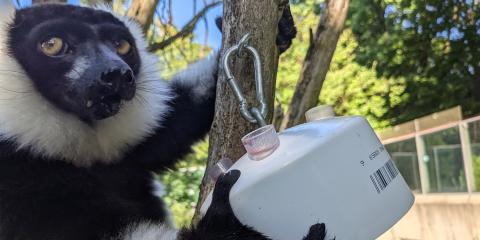 A black-and-white ruffed lemur holds onto a tree branch with one paw and a juice feeder made of a pvc cap with juice-filled tubes with the other