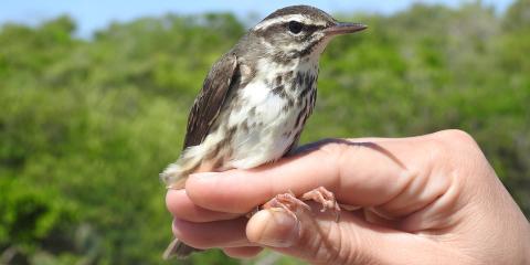A small, gray-brown and white bird, called a Louisiana waterthrush, being held in a researcher's hand