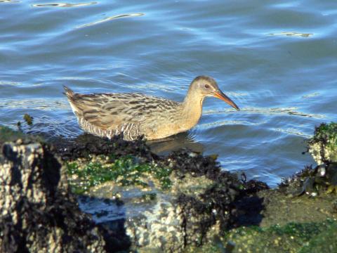 Photo of a clapper rail, floating on the surface of a body of water. The rail is a medium sized brown bird with a long beak.