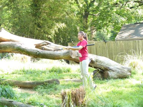 A volunteer uses a shovel to move something off a log in a grassy exhibit yard
