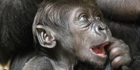 Western lowland gorilla infant Moke at 5 weeks old with a couple of teeth beginning to show