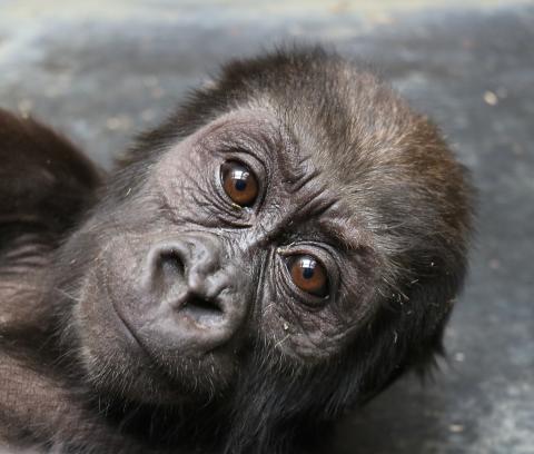 Western lowland gorilla infant Moke at 9 months old. 