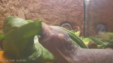 A naked mole-rat eating a piece of lettuce. 