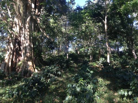 Shade grown coffee plantation in Nicaragua