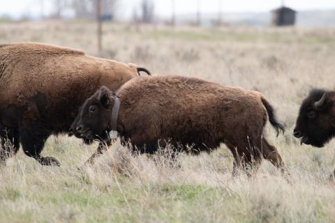 A herd of bison running through grasslands in Montana. One of the bison is wearing a GPS tracking collar around its neck.